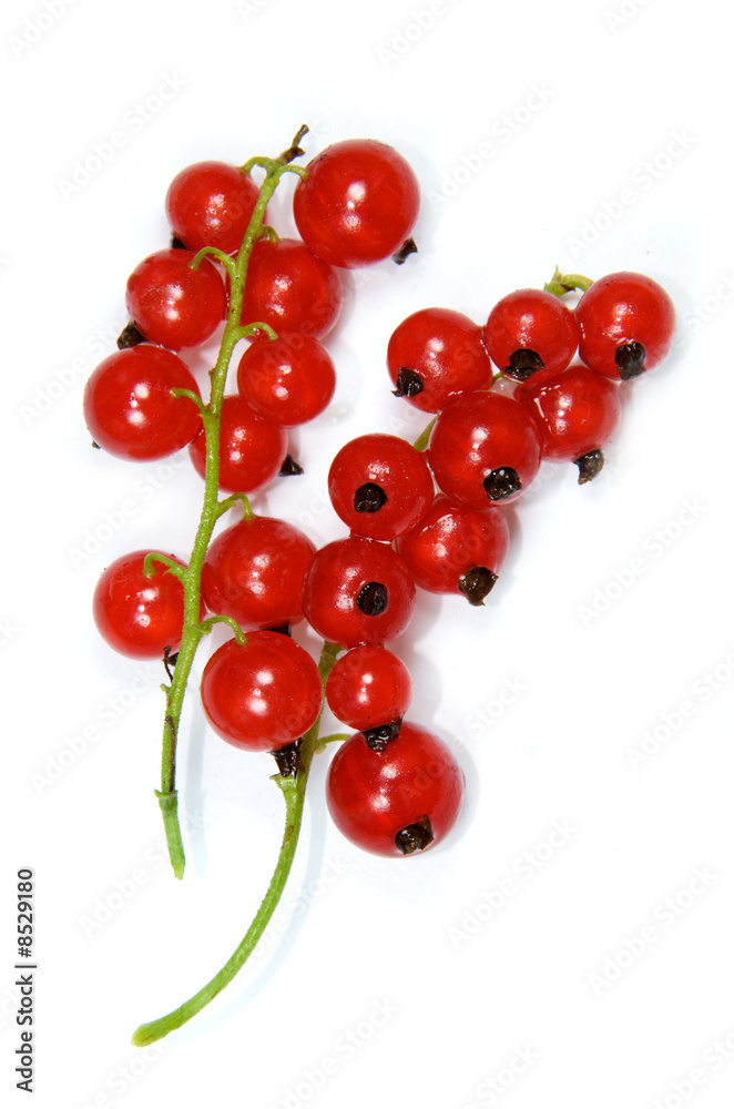 two branches with red currants isolated on white two branches with red currants isolated on white