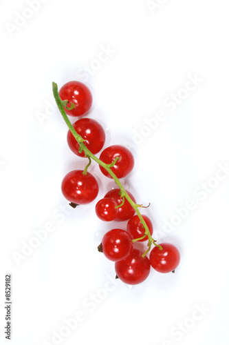 branch with red currants isolated on white