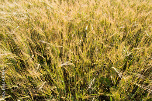 Wheat plants close-up view