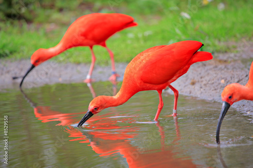 Scarlet ibis  Eudocimus ruber  birds in the wild