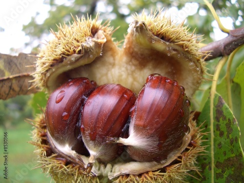 sboccia la castagna photo