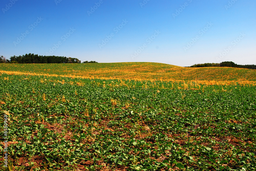 Obraz premium Farmers Field