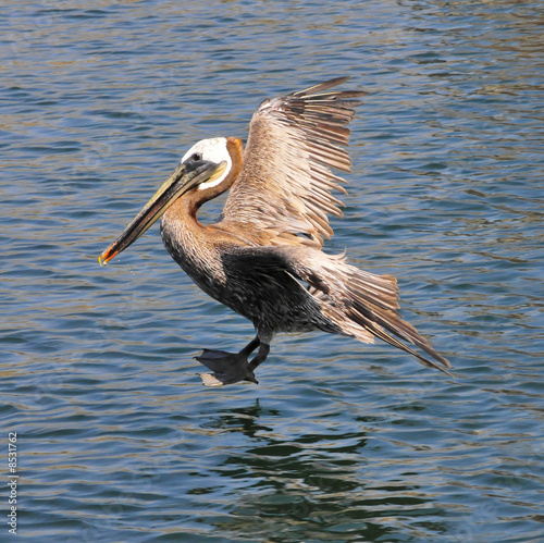 Pelican Landing © Clarence Alford