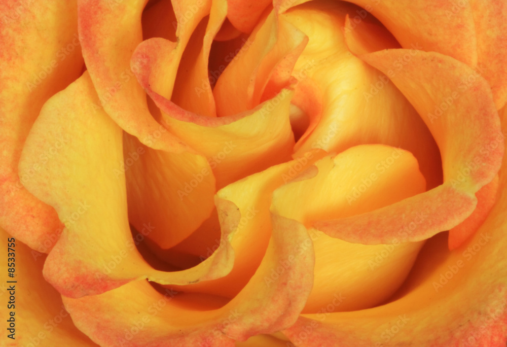 Rose Rose
