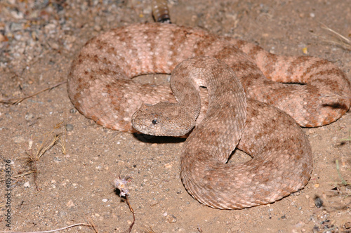 Southwestern Speckled Rattlesnake