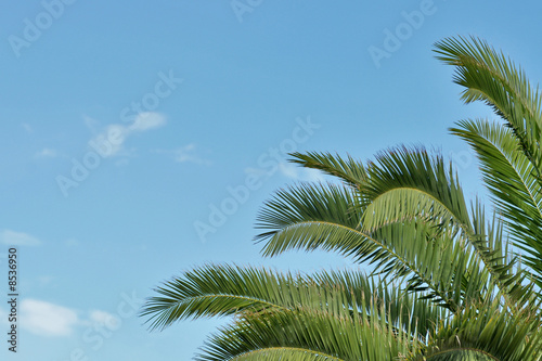 palmier et ciel