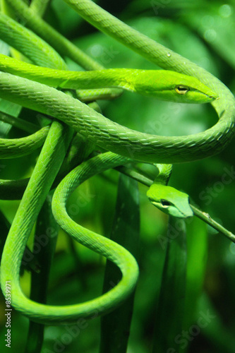 vine snake