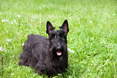 scottish terrier