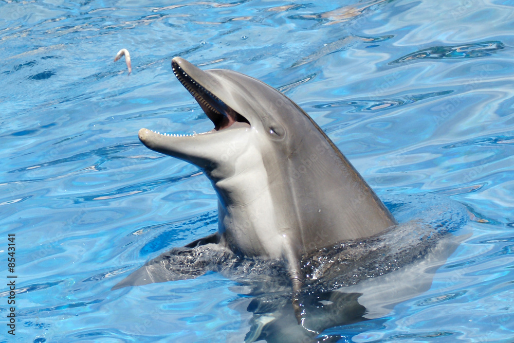 Fototapeta premium manger poisson