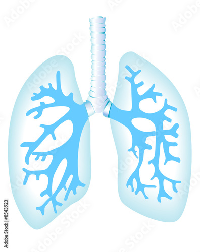Lungs