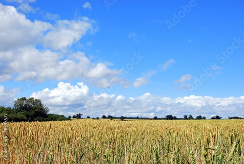 cornfields