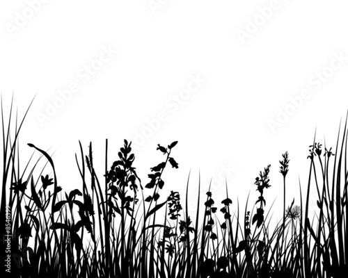 meadow grass #8546399