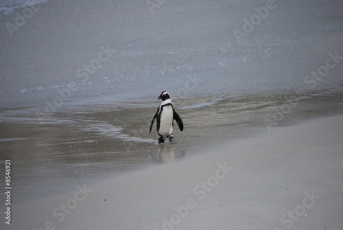 Pinguin
