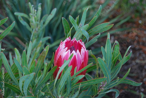 Bild auf Leinwand Protea