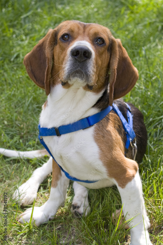 Young Beagle Dog