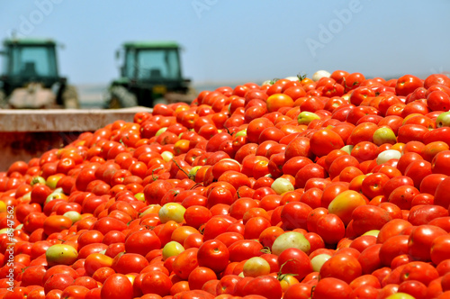 Tomato crop photo