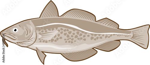 Atlantic codfish