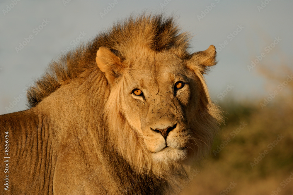 Big male lion, Kalahari desert, South Africa