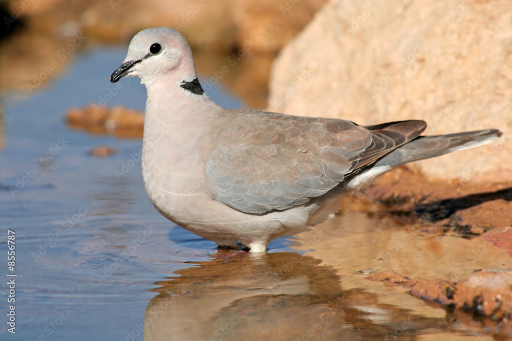 Cape turtle dove, Kalahari desert, South Africa Cape turtle dove, Kalahari desert, South Africa