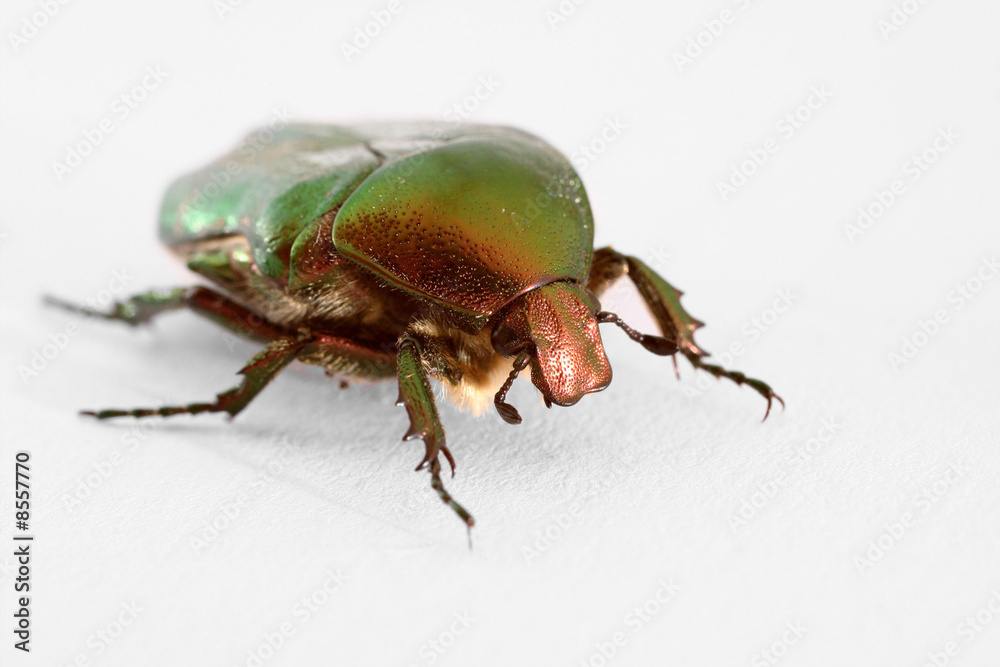 Cetonia aurata Cetonia aurata