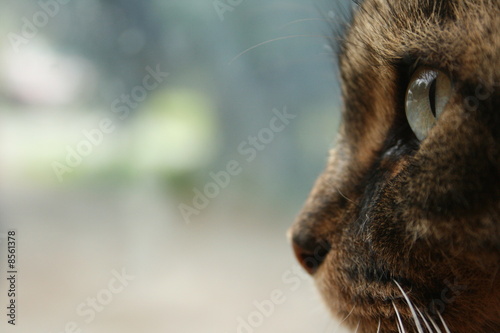 cat face