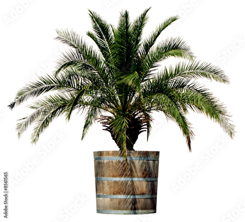 PALME