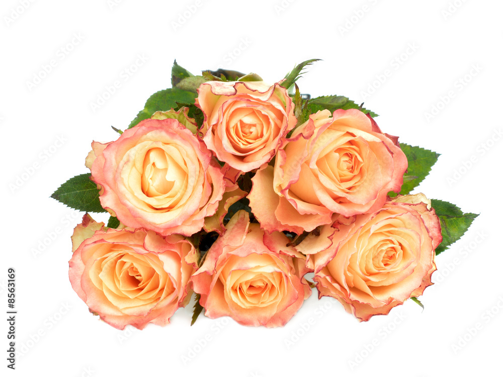 Fototapeta premium roses on white
