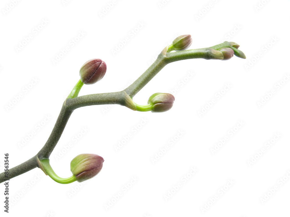 close-up of a beautiful bud orchid against white background close-up of a beautiful bud orchid against white background