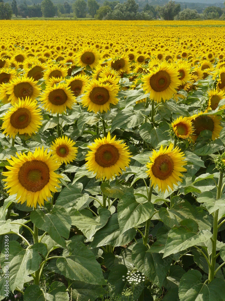Fototapeta premium Tournesols