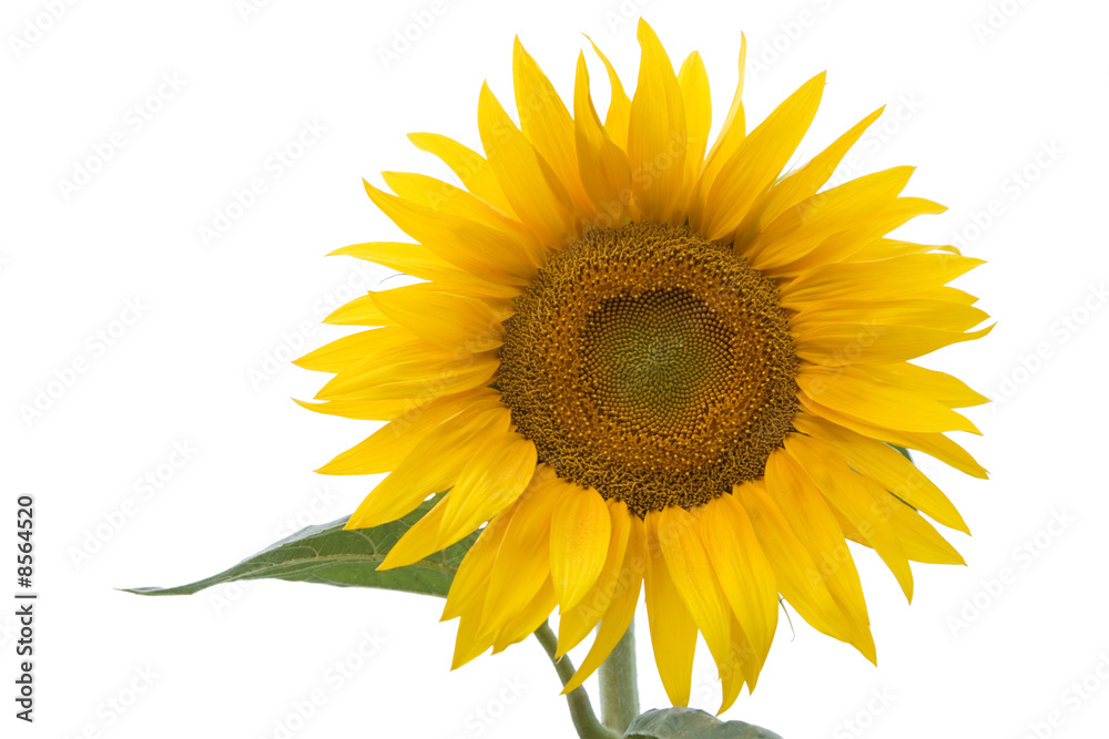 Obraz premium Sunflower isolated on white