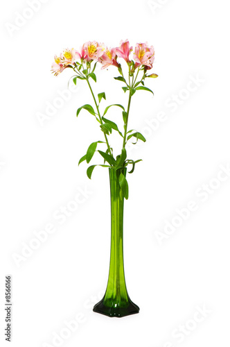 Colourful lilies isolated on the white background