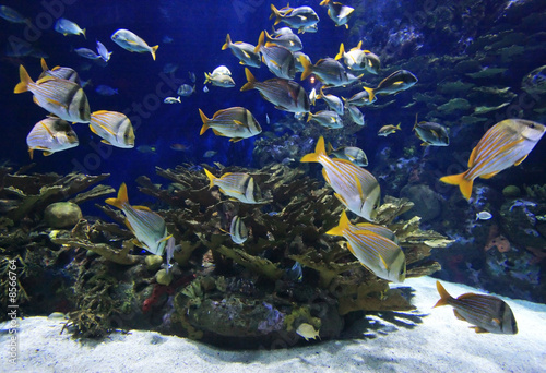Fototapeta Naklejka Na Ścianę i Meble -  underwater image of reef and colorful fishes
