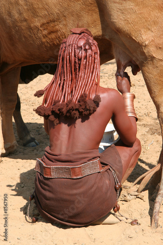Himba woman is milking a cow, Himba village, Namibia