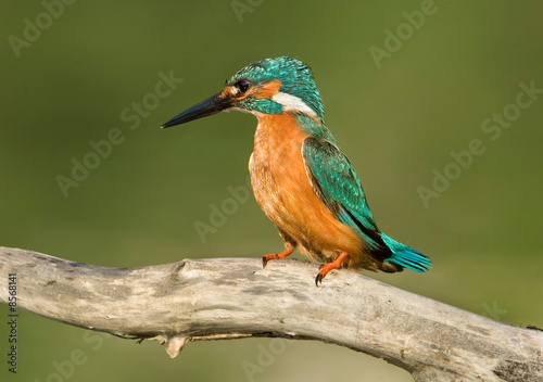Kingfisher II © Ziga Camernik