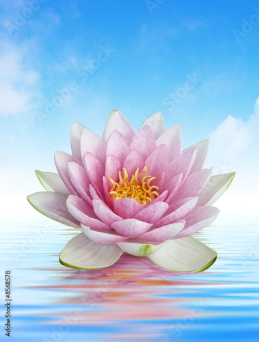 fleur de lotus et reflets