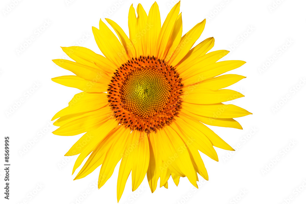 Fototapeta premium sunflower on a white background