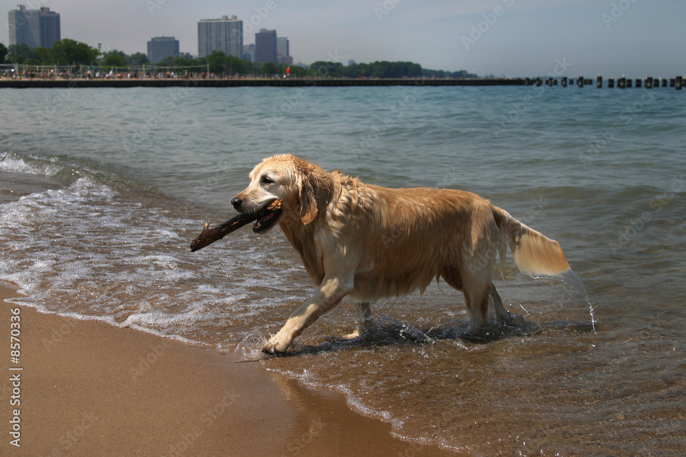 Golden Retriever fetching a stick on the beach Golden Retriever fetching a stick on the beach