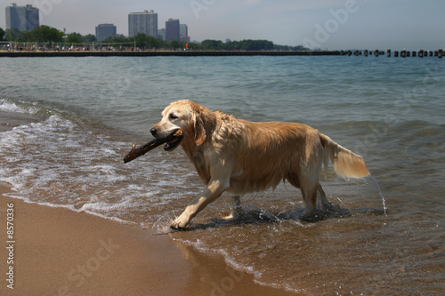 Golden Retriever fetching a stick on the beach
