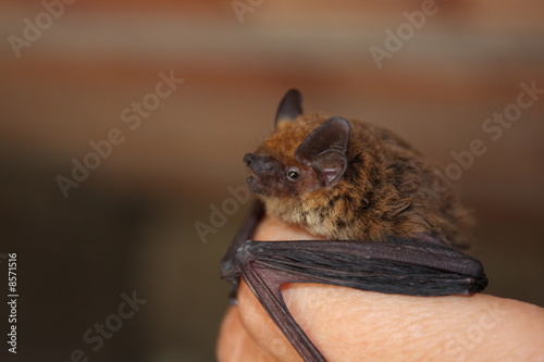 European Common Bat