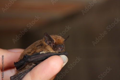 Baby bat