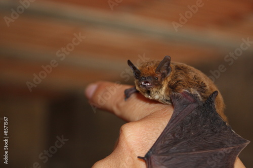 Small bat on human hand