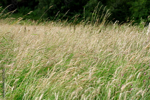meadow grass background