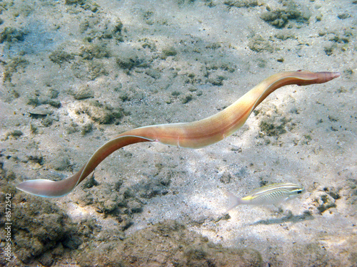 Grey Moray eel