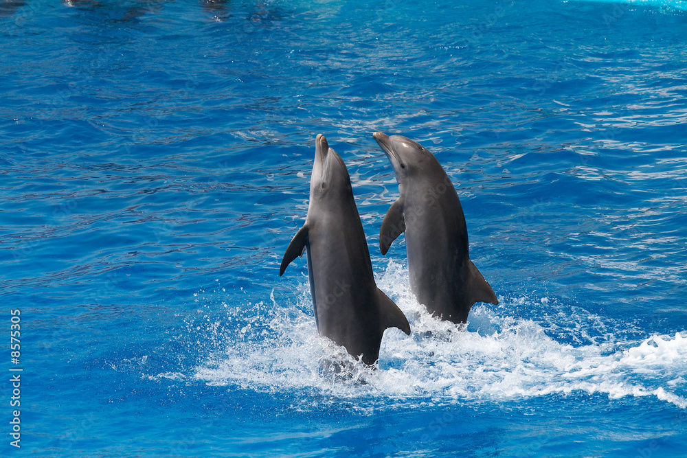Fototapeta premium Dolphins swimming