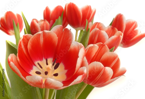 Tulpen in Vase