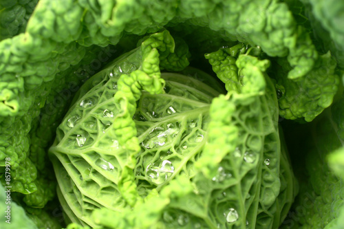 Cabbage with drops in leave