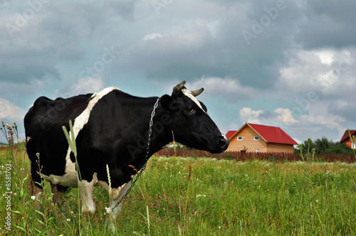 Profile of a black and white cow standing in green field.