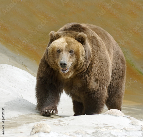 Great brown bear