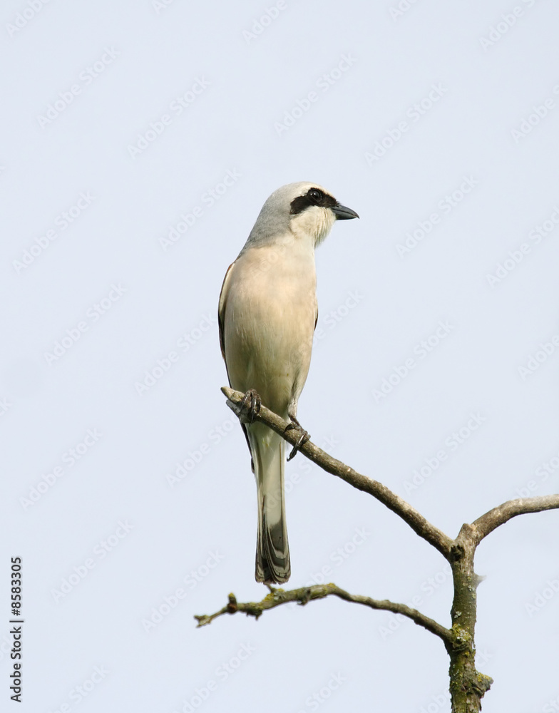 Bird on the branch. Bird on the branch.