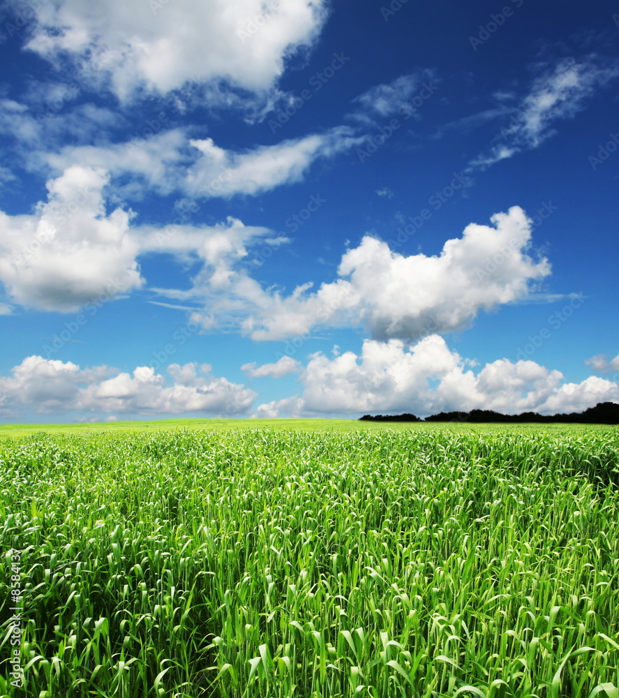 Field Field